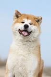 AKITA INU 173